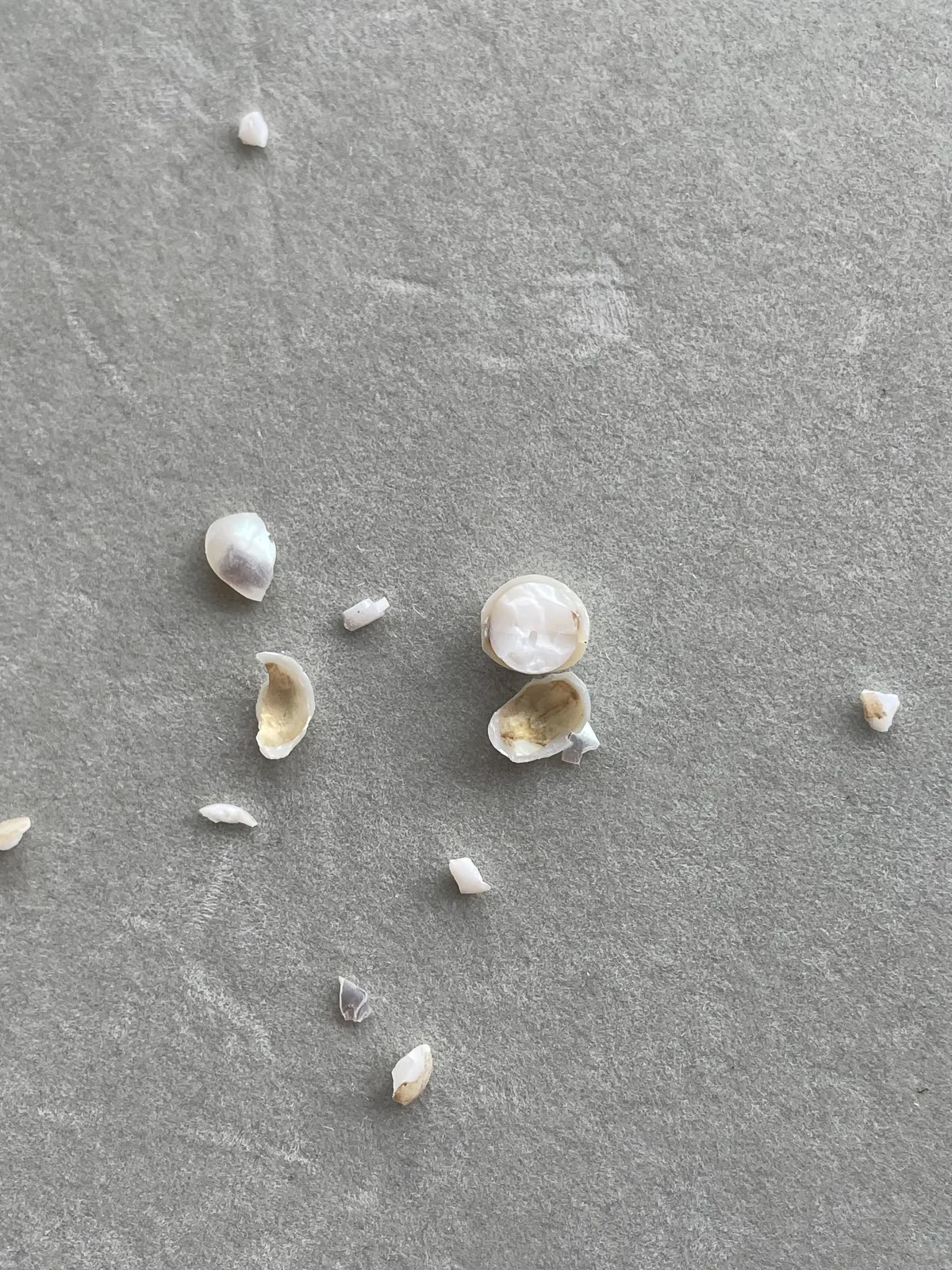 A broken Akoya pearl with nacre fragments and the bead nucleus exposed