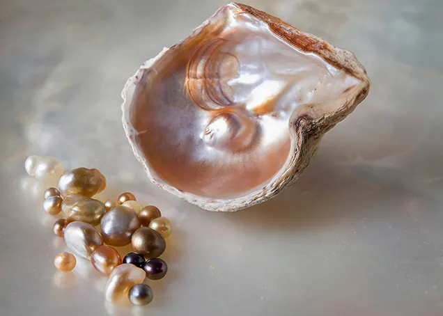 Open pearl oyster shell with a nacreous interior beside baroque pearls in white, cream, gold, and dark colors