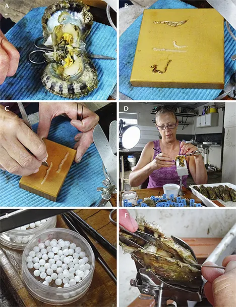 Six-panel sequence of cultured pearl grafting, from opened oyster and mantle tissue to bead nuclei and nucleus insertion