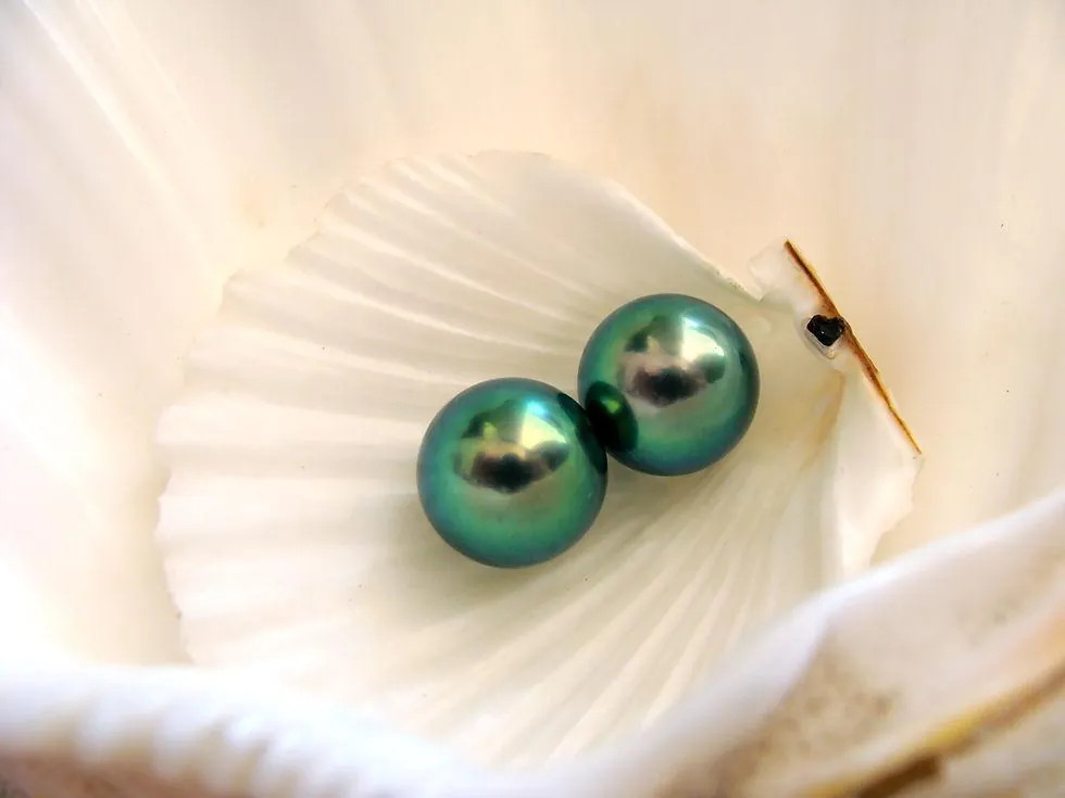 Two green Tahitian pearls resting inside an open pearl oyster shell