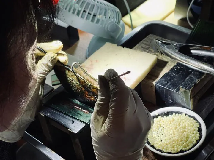 Technician holding an opened freshwater mussel beside a bowl of bead nuclei