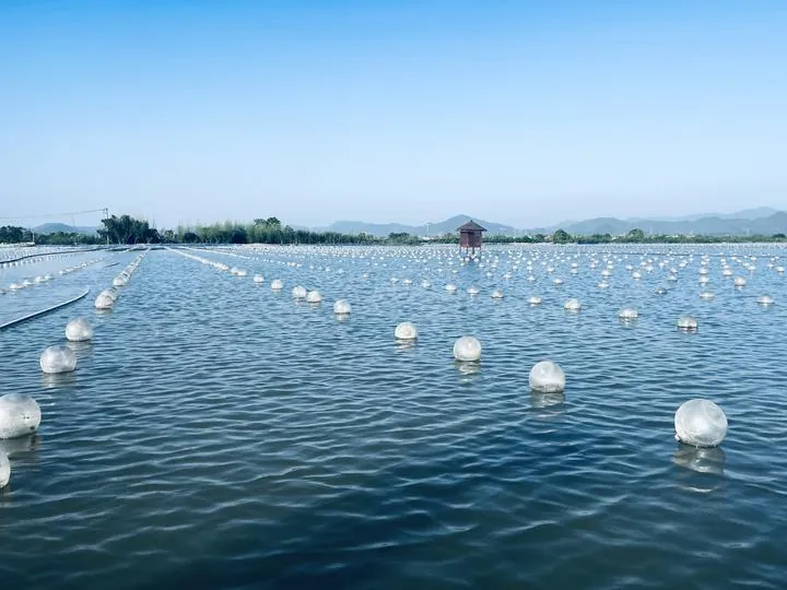 Freshwater pearl farm lines and a small hut on a lake