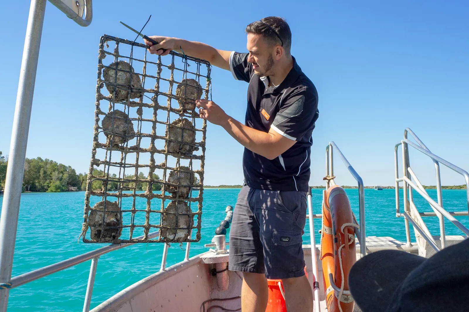 Pearl farmer lifting a panel of oysters from turquoise water