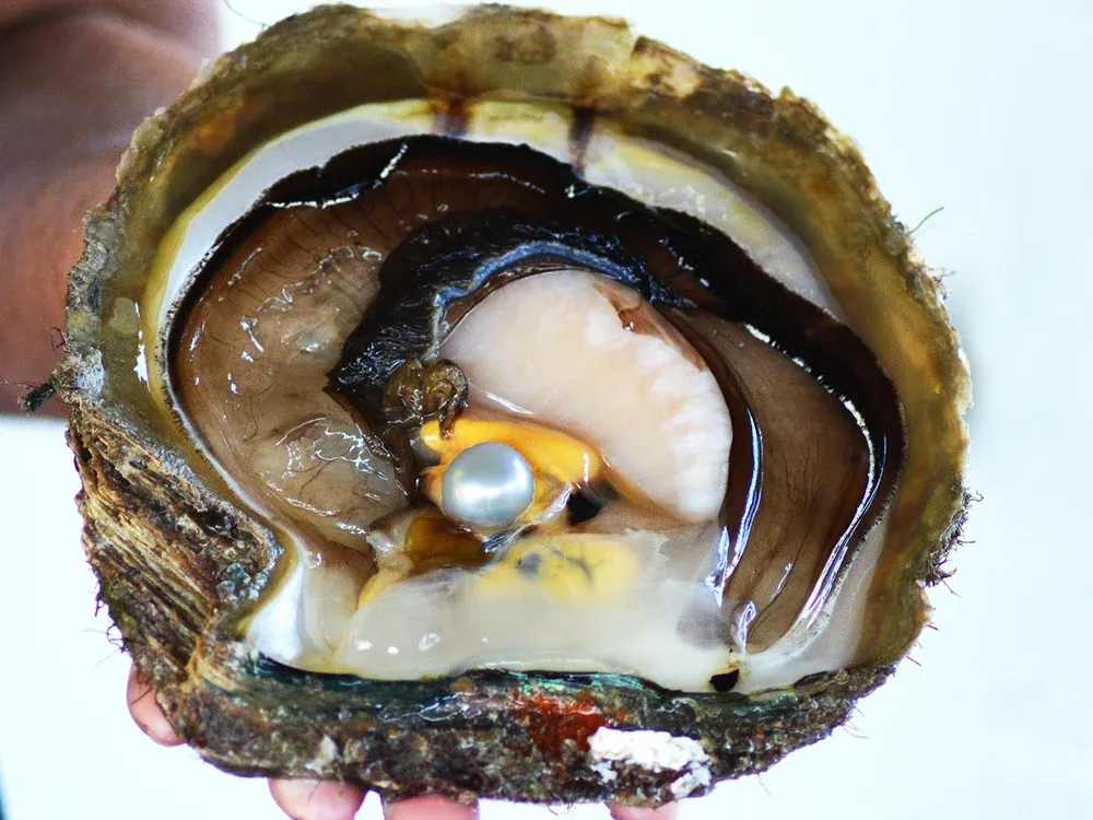 Open pearl oyster showing a silver-white pearl at harvest
