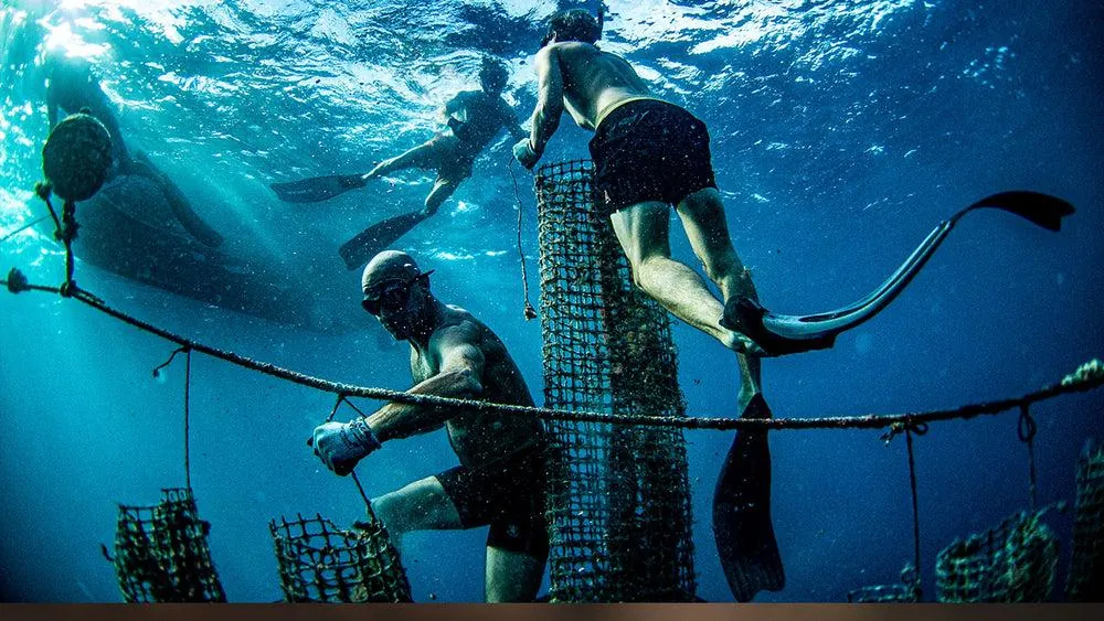 Divers working among submerged oyster cages on a pearl farm