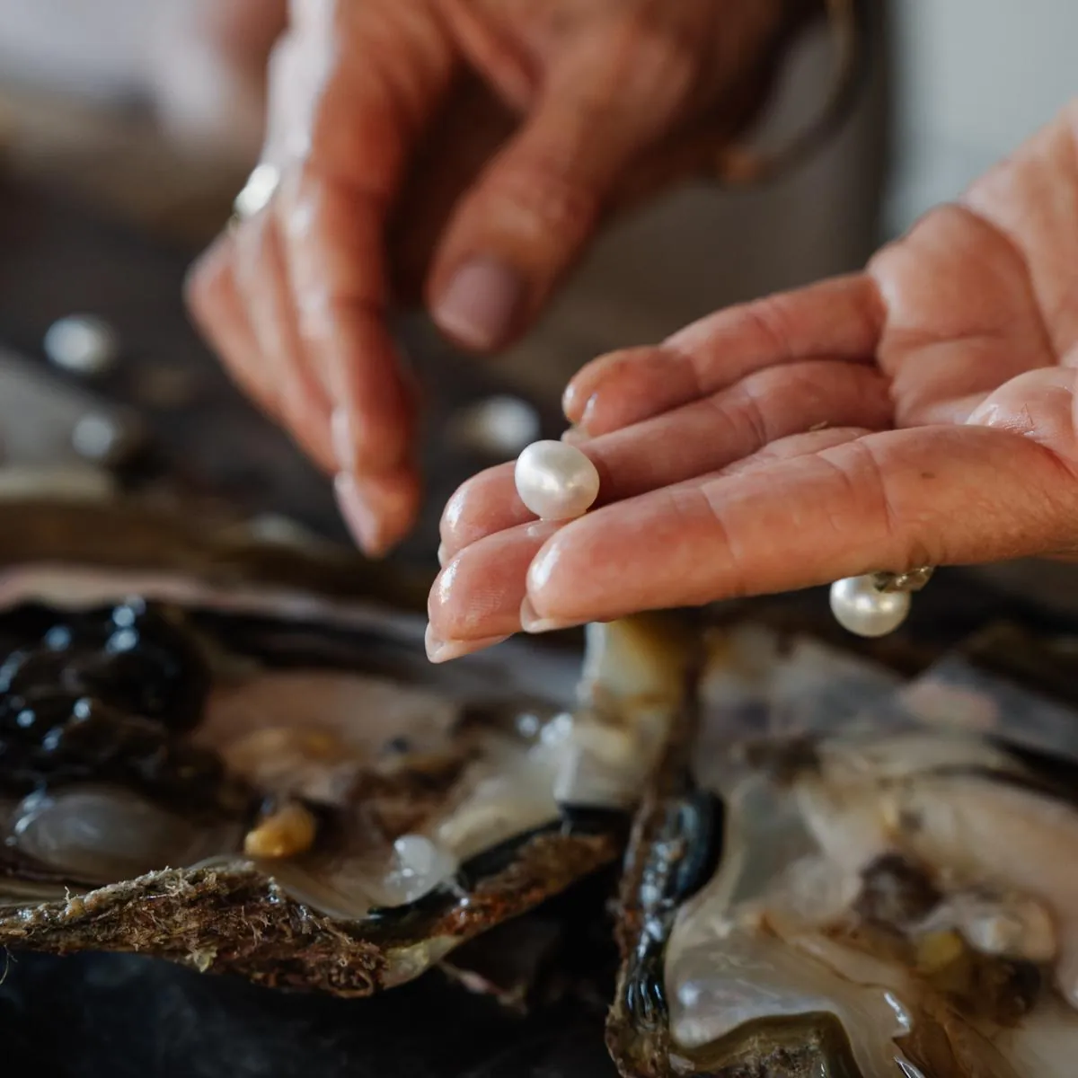 A white South Sea pearl held above open pearl oysters