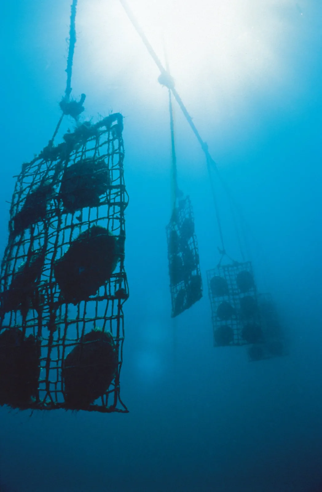 Oyster panels suspended underwater on a South Sea pearl farm