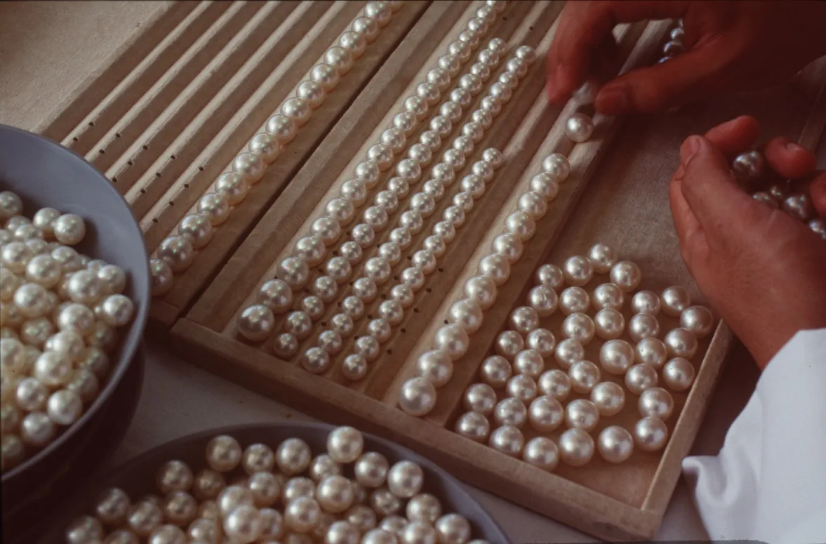 White South Sea pearls being sorted into matched strands