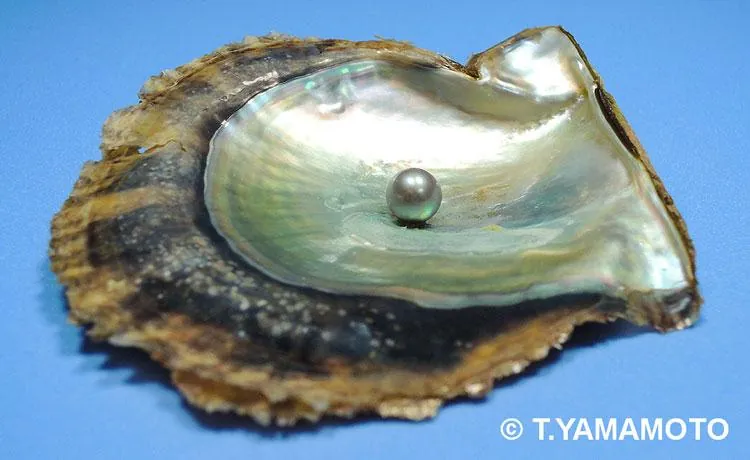 Pearl inside an open Akoya oyster shell