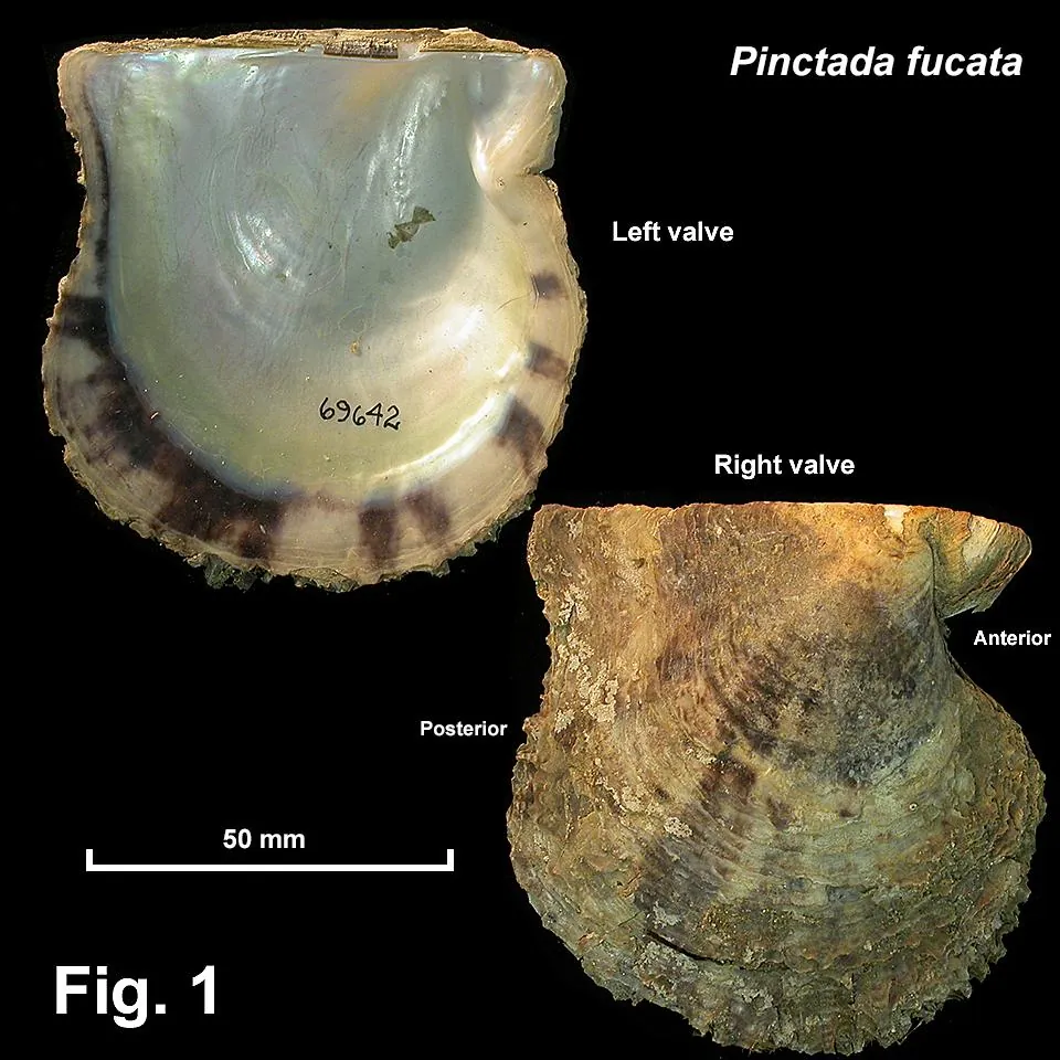 Interior and exterior views of Pinctada fucata oyster shells