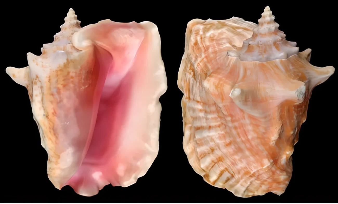 Close-up of conch pearl surface pattern and irregular natural form