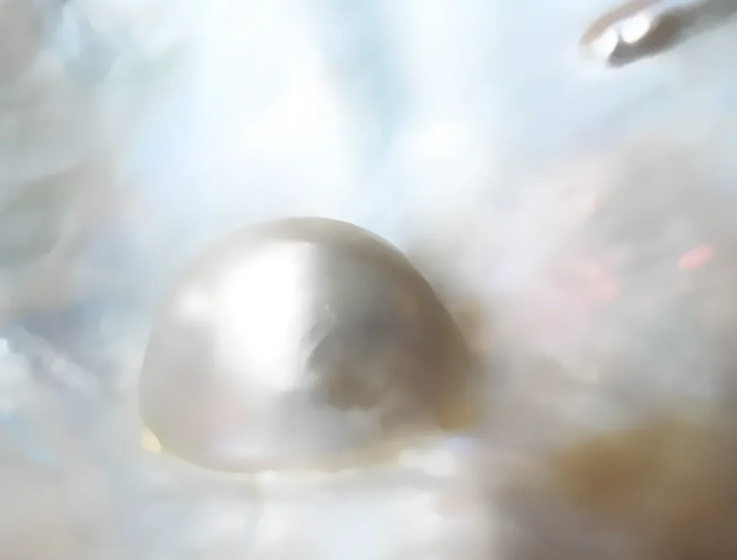 Close-up comparison of shell interiors relevant to Mabé pearl cultivation.