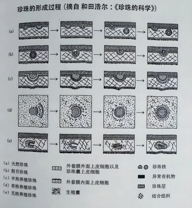Illustration of the pearl formation sequence inside a mollusk, from irritation to layered pearl growth.