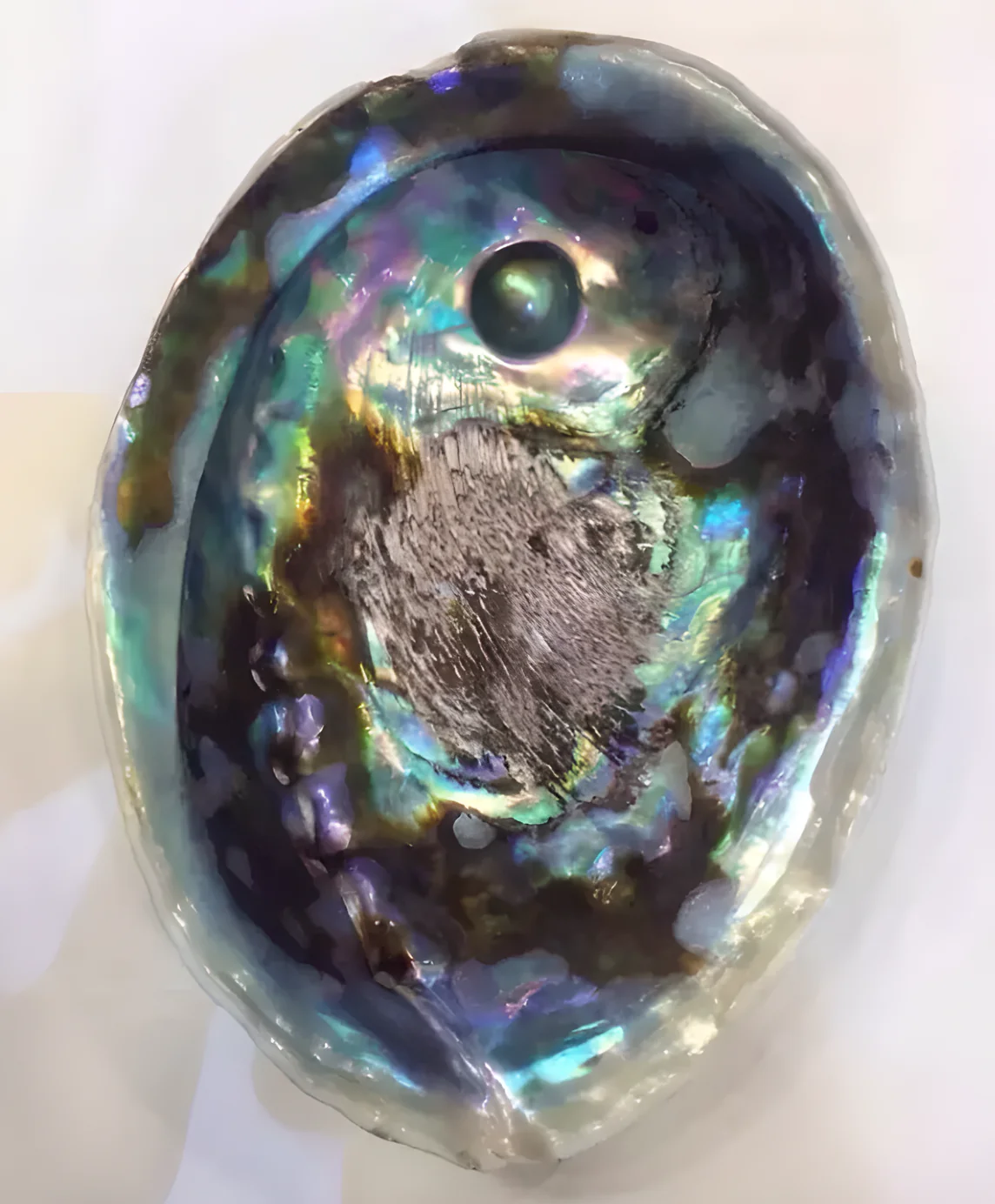Natural abalone pearl with iridescent baroque shape and multicolor orient