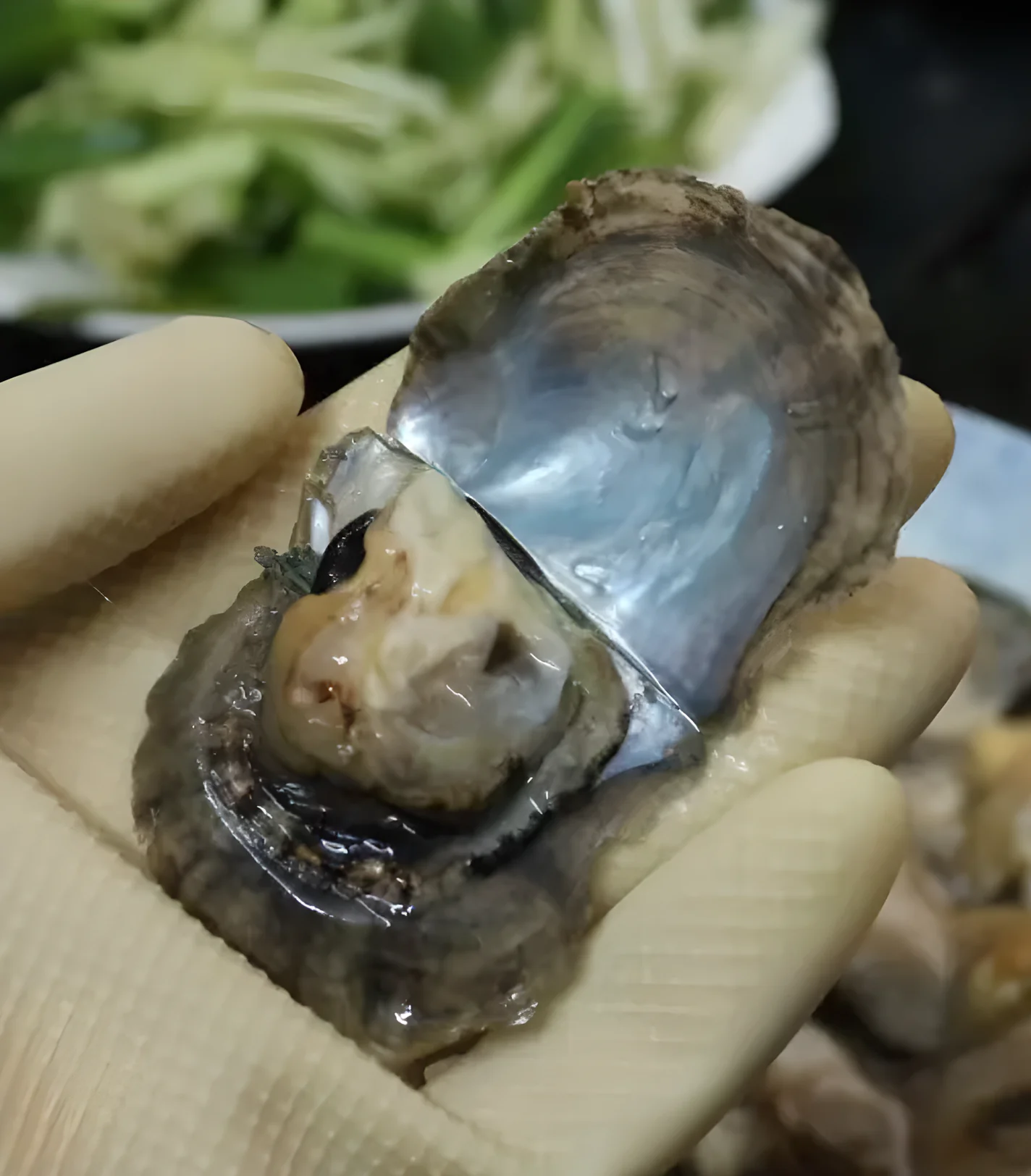 Interior view of Akoya pearl oyster shell