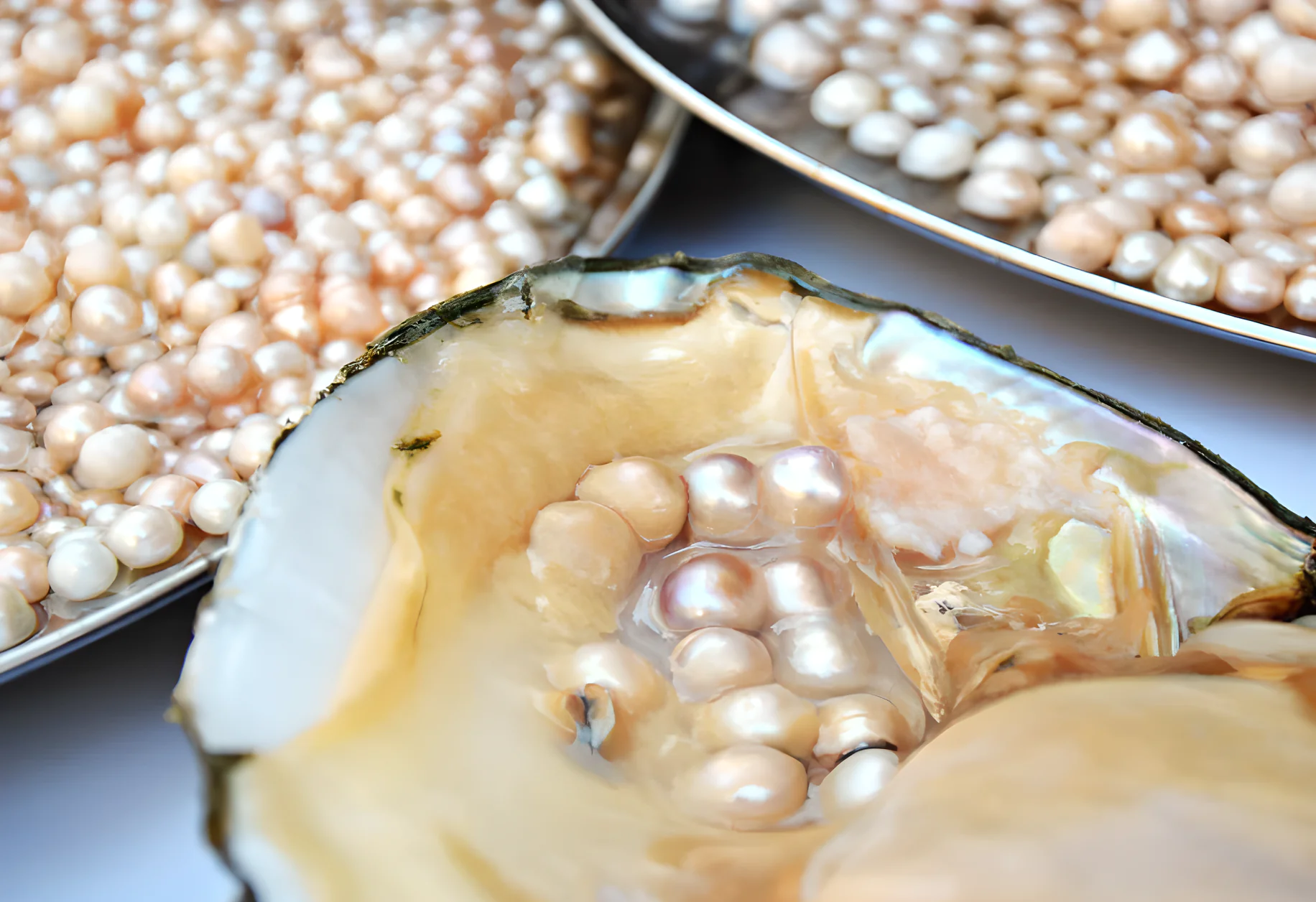 Hyriopsis cumingii mussel used in freshwater pearl cultivation