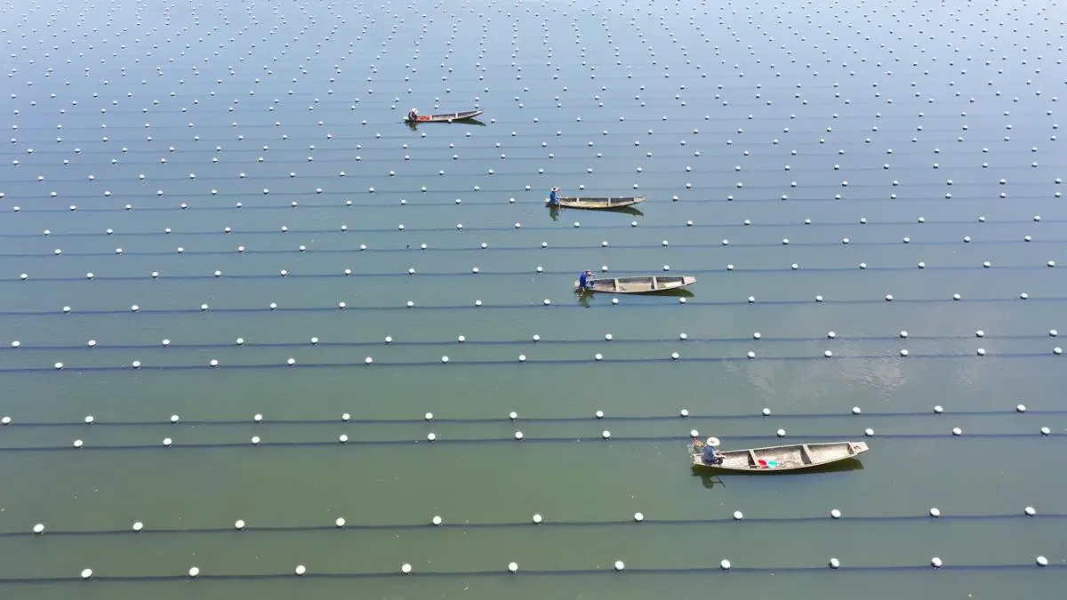 Arbeitsboote auf Süßwasser-Perlenteichen