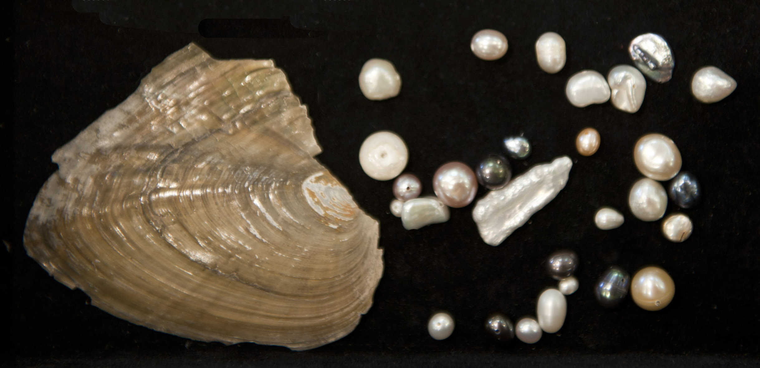 Freshwater pearls in round, near-round, oval, and baroque shapes